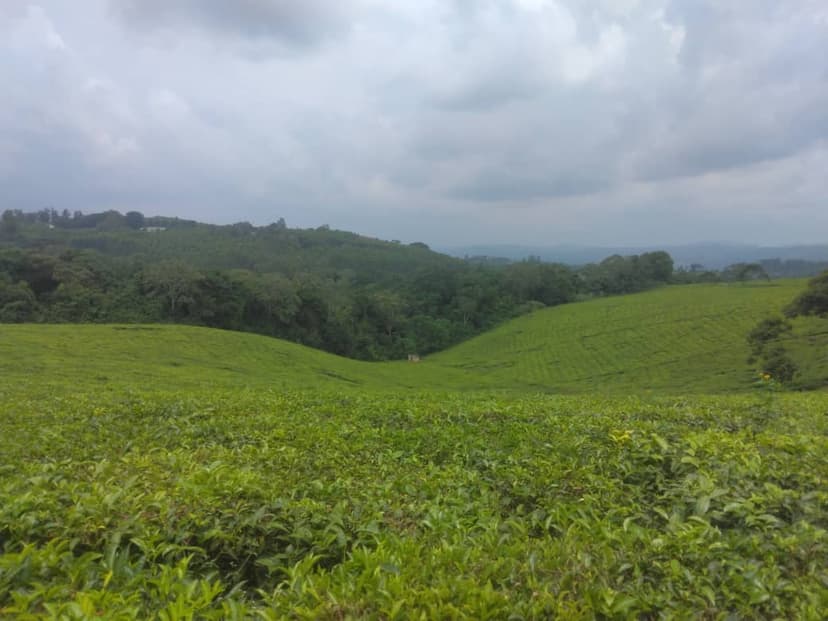Mountain landscape with tea gardens in the distance