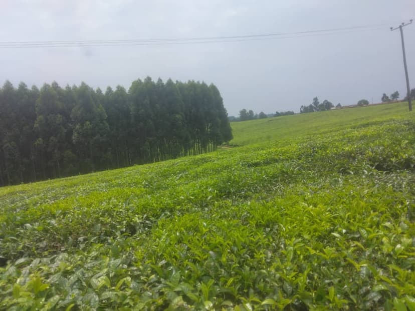 Tea garden overview showing lush green tea bushes in perfect rows