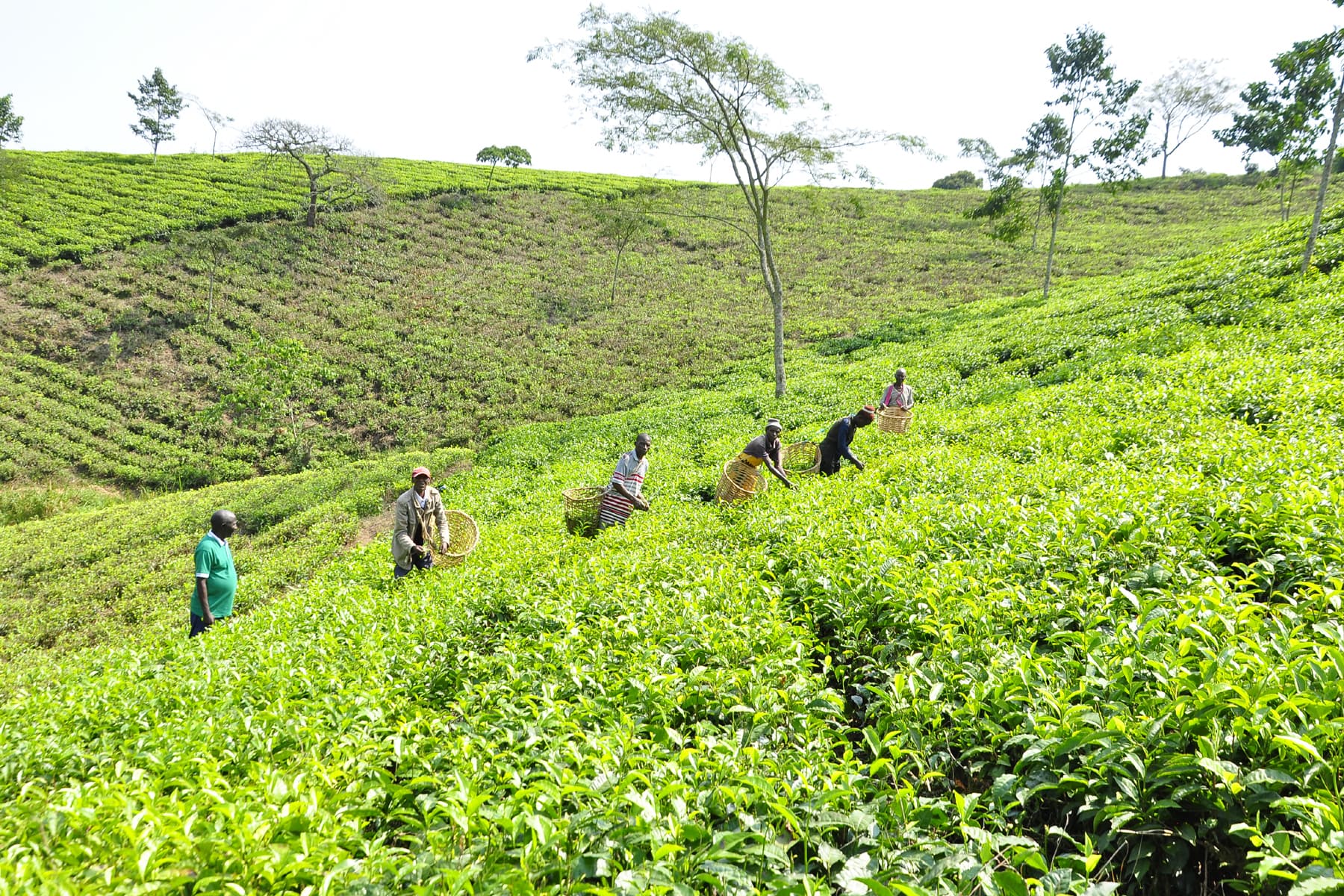 Beautiful tea farm landscape perfect for group tours