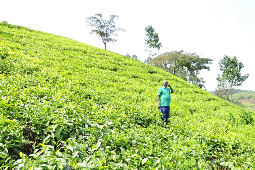 Tea processing equipment and traditional methods
