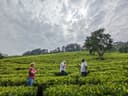  tea leaves