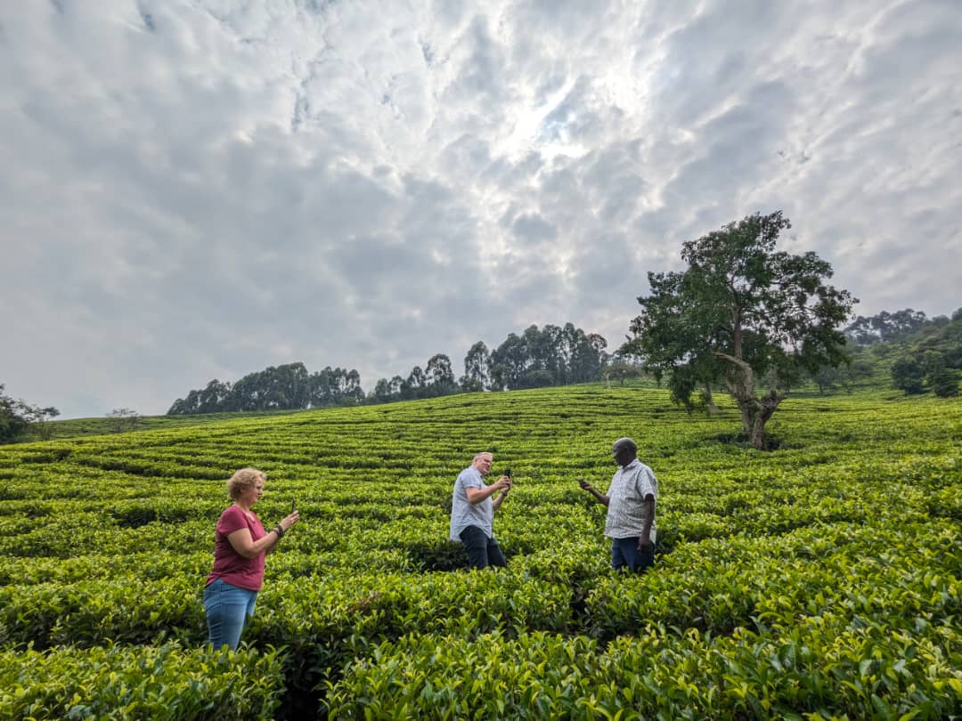 Mashonga Tea Farm - Beautiful tea gardens in mountain undulating hills
